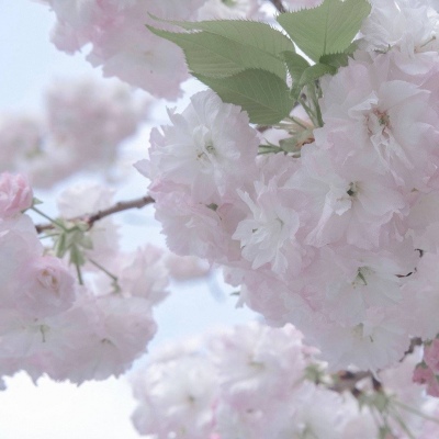 石棉FurryQQ群介绍